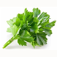 Coriander